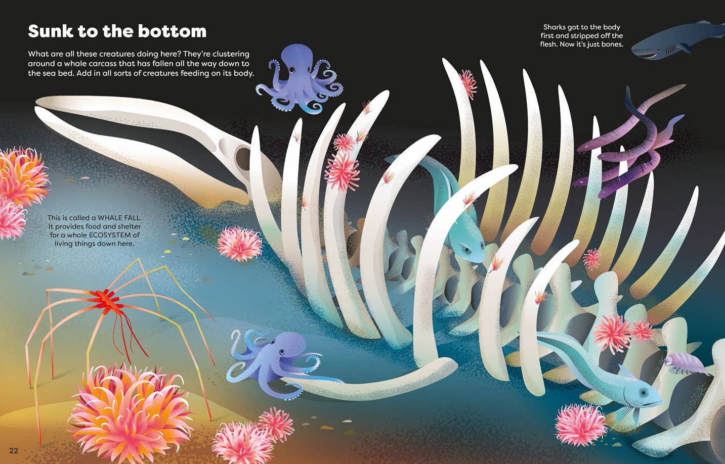 HarperCollins Big Sticker Book Weird Deep Sea Creatures : Usborne 9781836053859